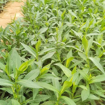 紫菀种植基地