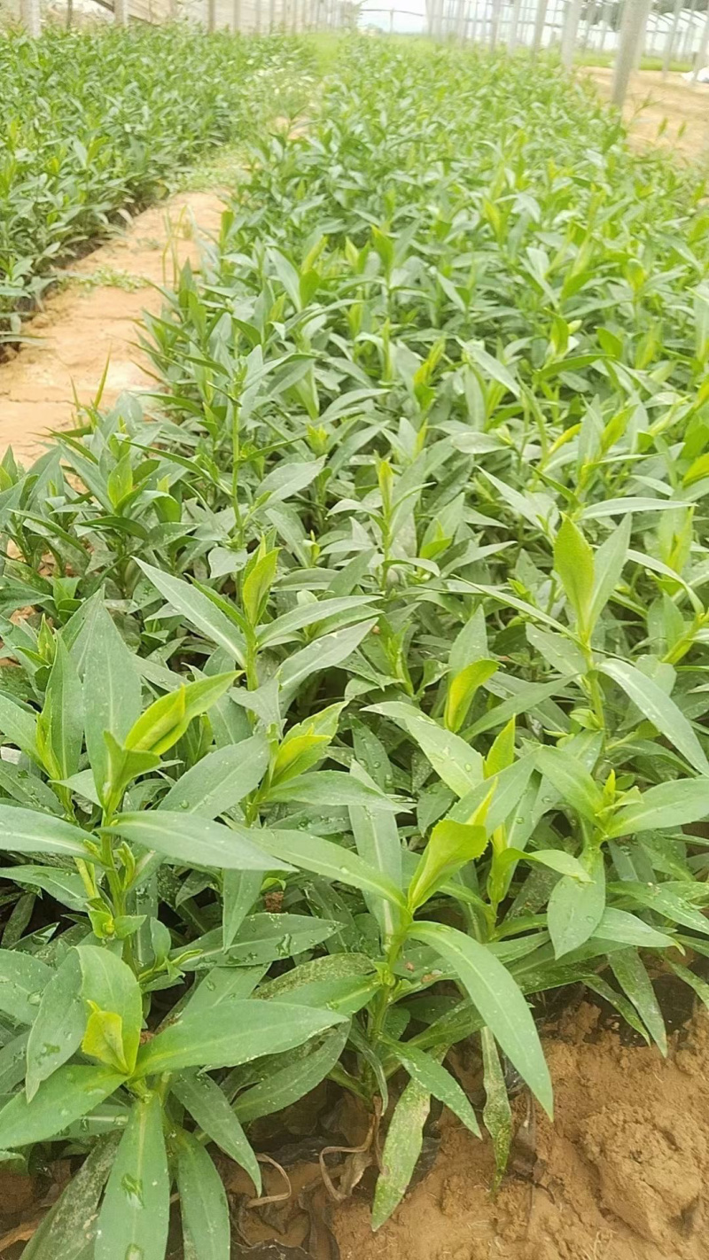 紫菀种植基地