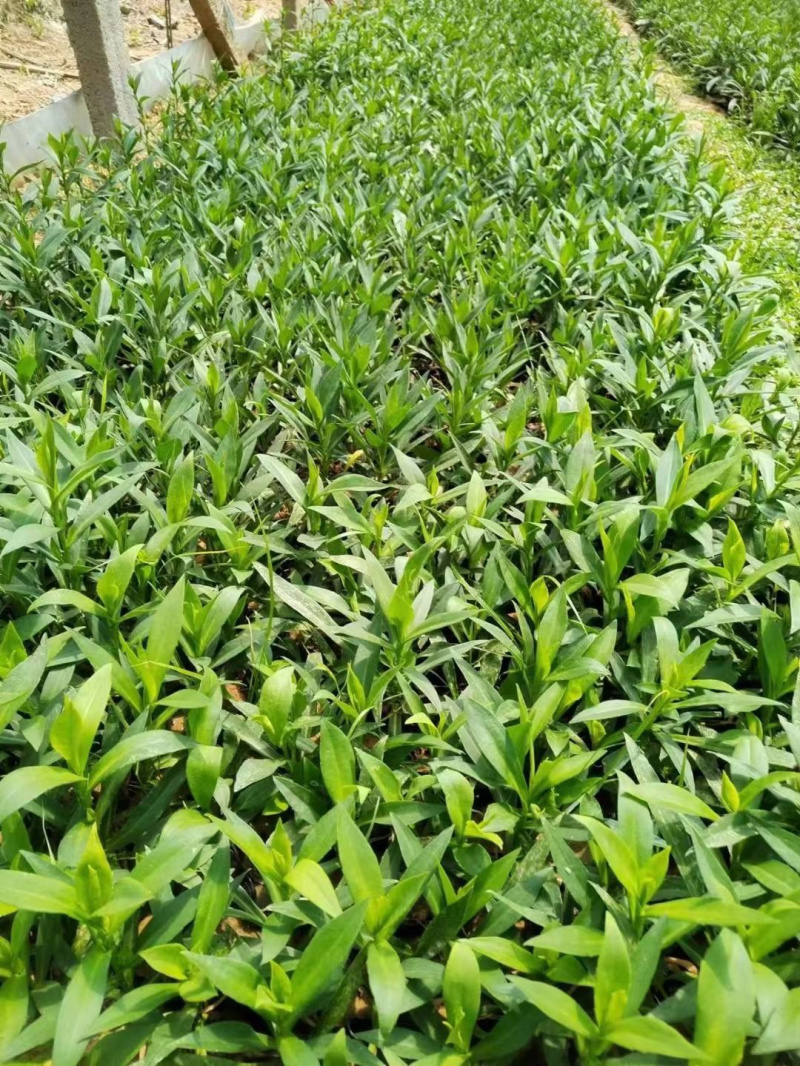 紫菀种植基地