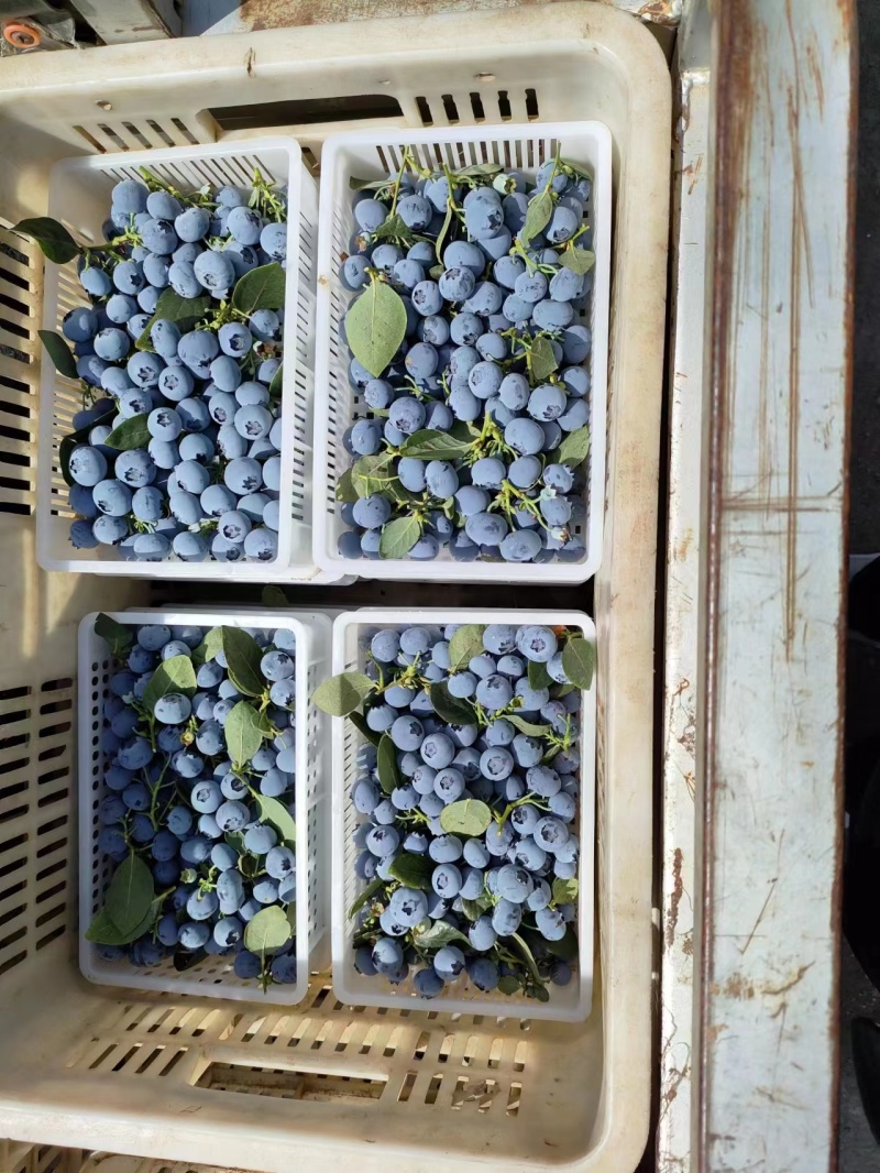 山东蓝莓基地盛产各品种蓝莓基地一手货源品质规格齐全