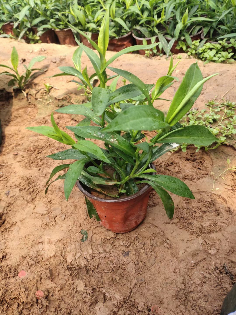 紫菀批发基地