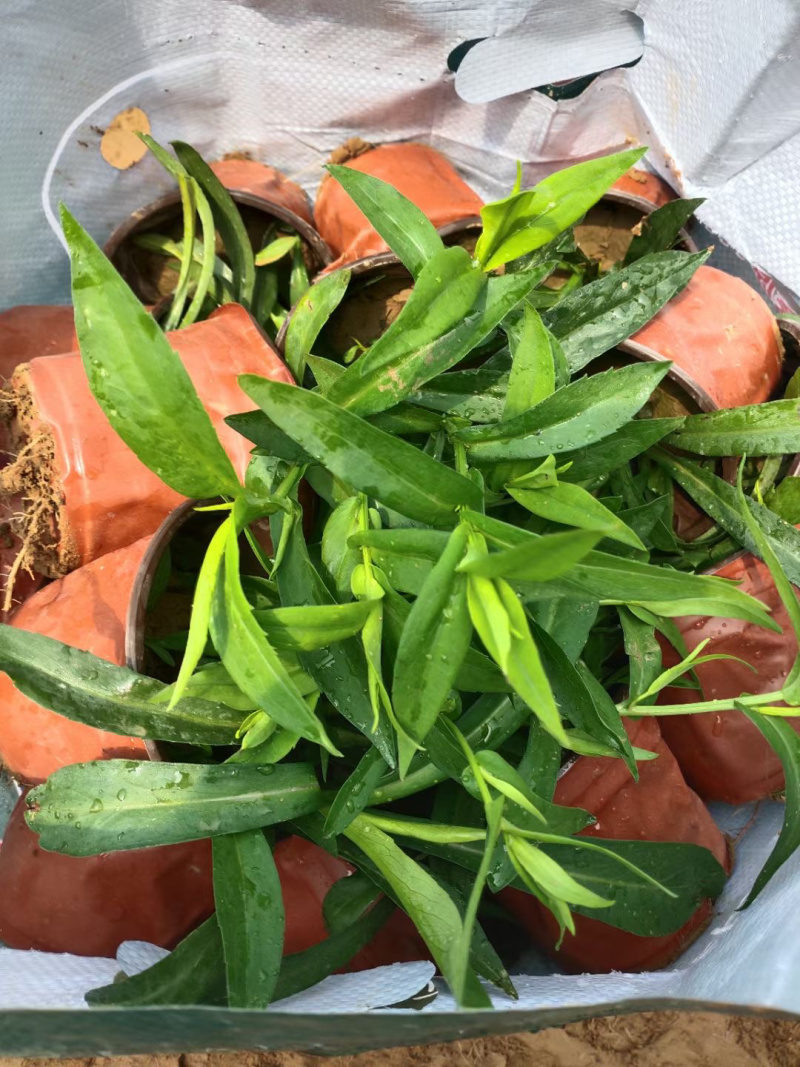 紫菀批发基地