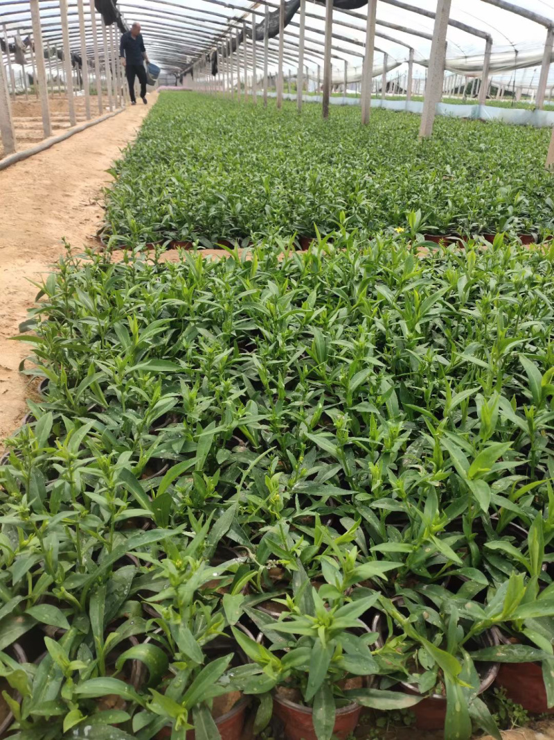 紫菀批发基地