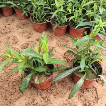 紫菀供应批发基地