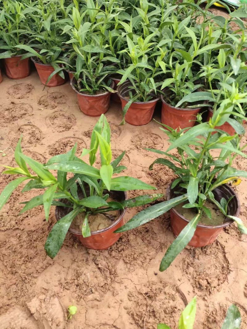 紫菀供应批发基地