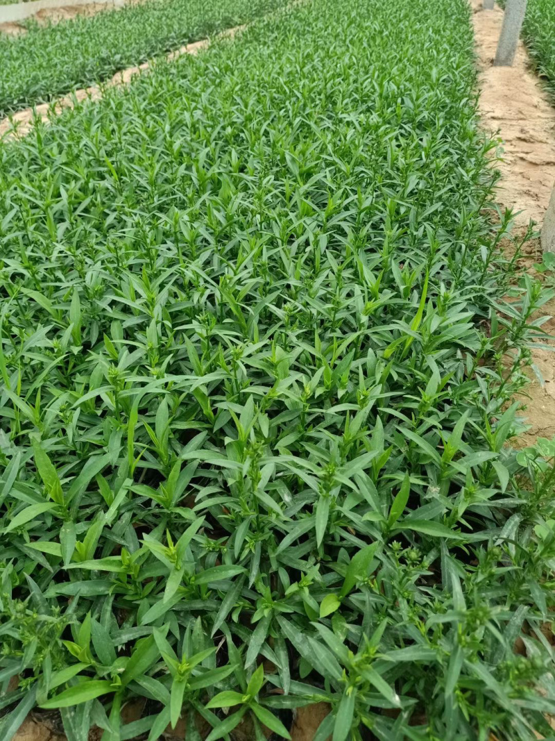 紫菀供应批发基地