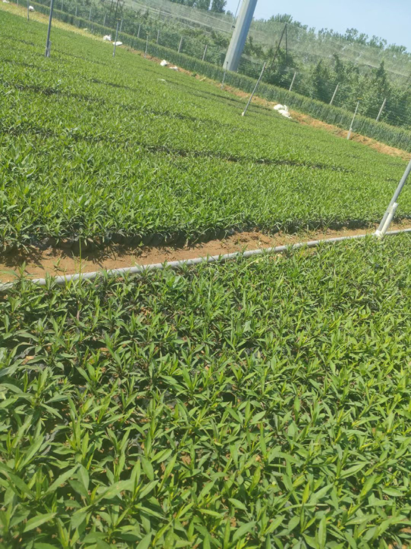紫菀供应批发基地