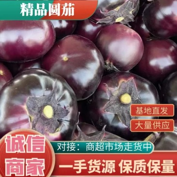 热销！精品圆茄，现摘现发，货量充足，欢迎选购！