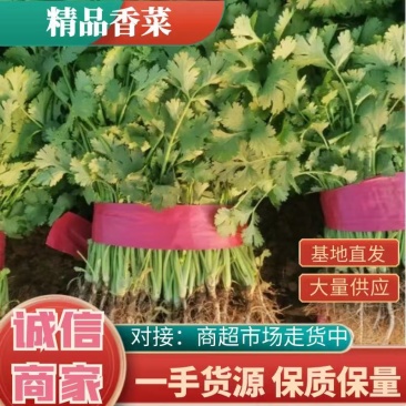 精品香菜！热销中！量大从优！货量充足！欢迎选购！