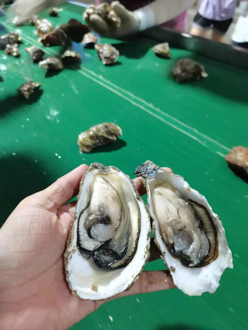 福建一口生蚝，网红小包装，承接电商社区团购