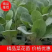 【精品货源】松花苗有机菜花苗青梗散花苗抗病能力强成活率99%