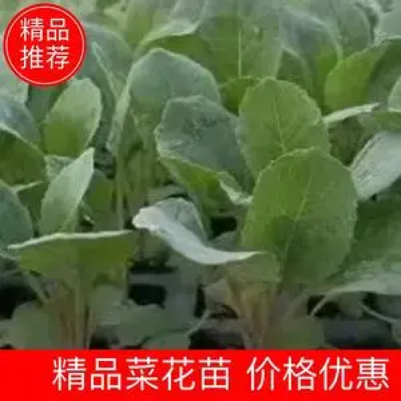 【精品货源】松花苗有机菜花苗青梗散花苗抗病能力强成活率99%