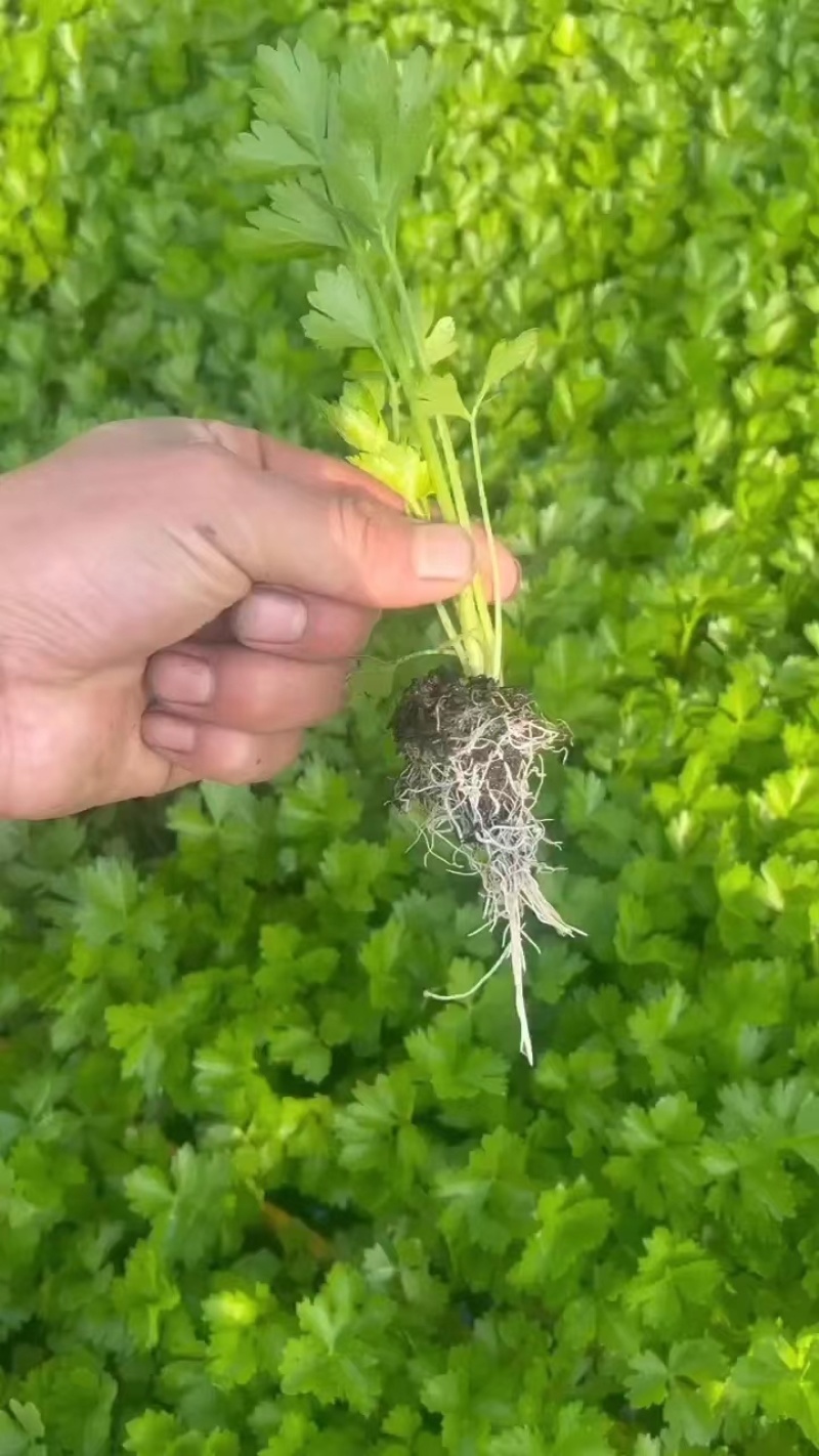 【精品货源】芹菜苗基地直供包成活电话可优惠全国供应