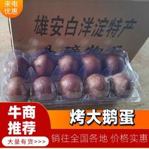 河北精品大鹅蛋产地直发质量保证全国发货欢迎