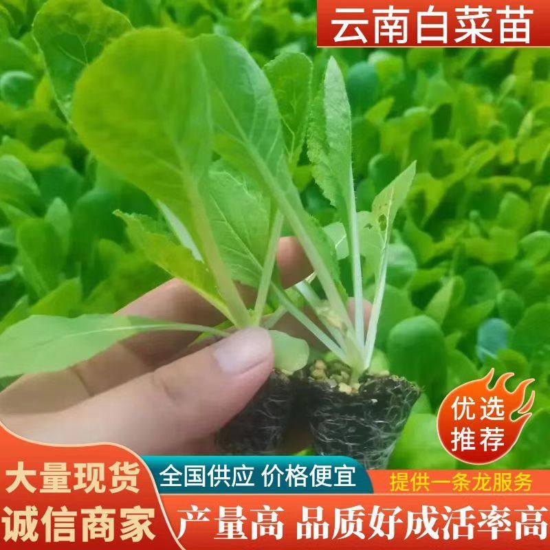 坑大根白菜苗产量高，货源充足，自产自销，已收货源