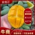 广西金煌芒，产地直发货源充足，价格优惠，欢迎电联采购