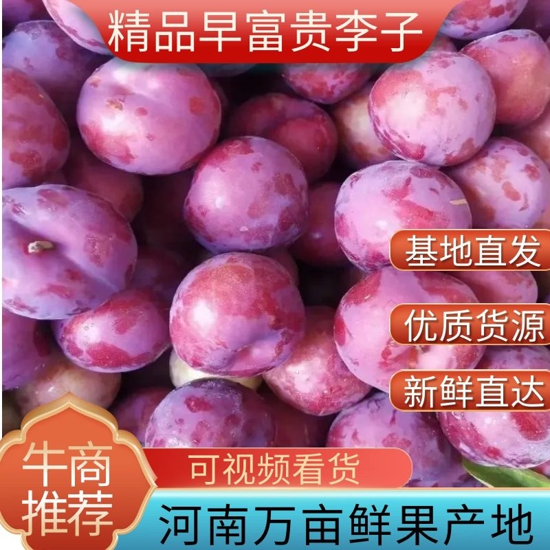 早富贵李子大量上市品质保证一手货源量大从优