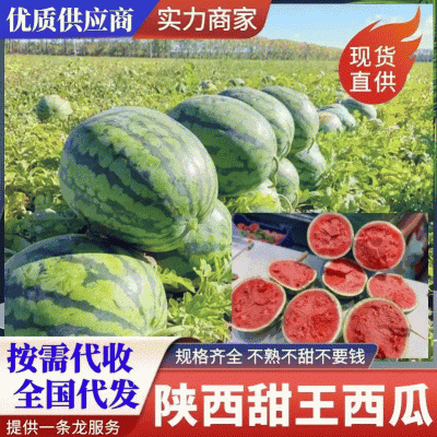 【甜王西瓜】陕西西瓜蒲城甜王西瓜包熟包甜可全国代发