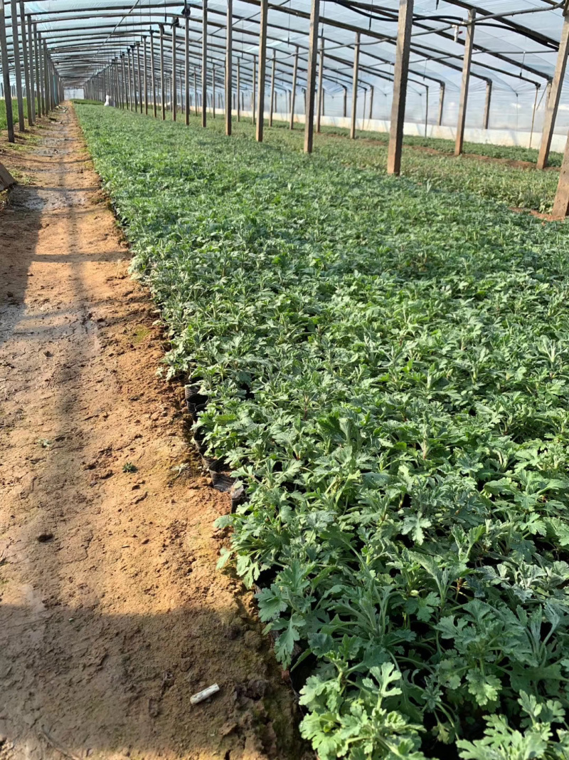 地被菊种植基地