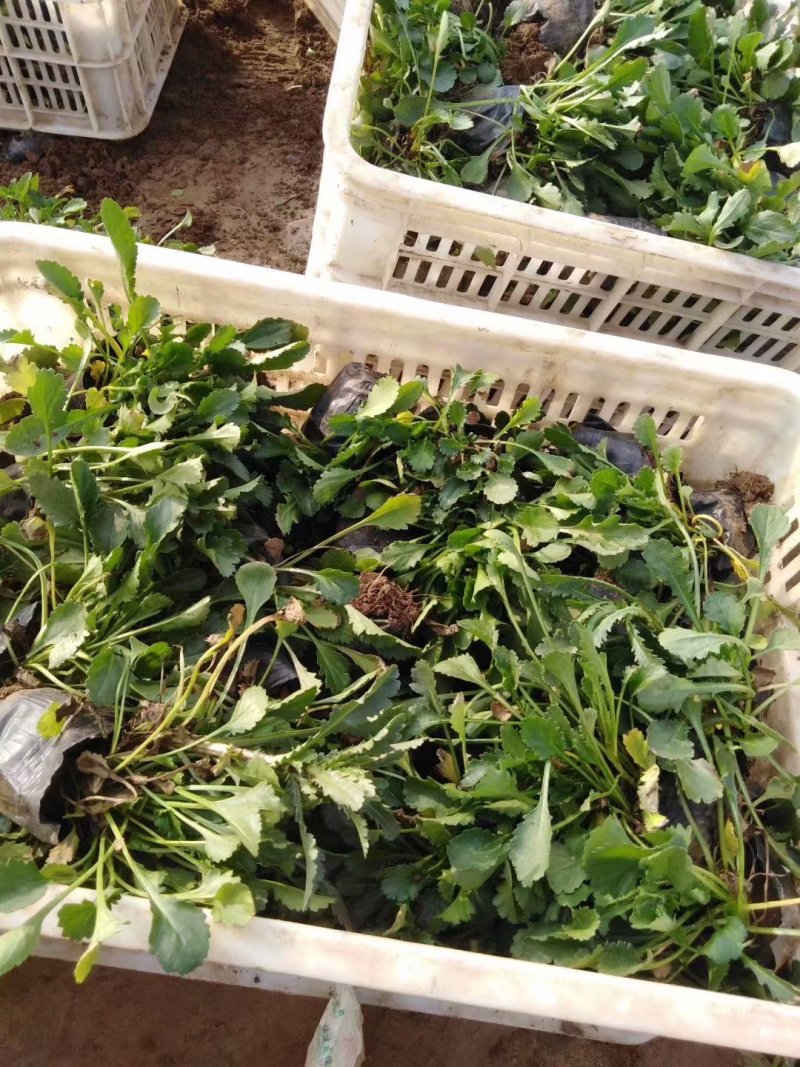地被菊种植基地