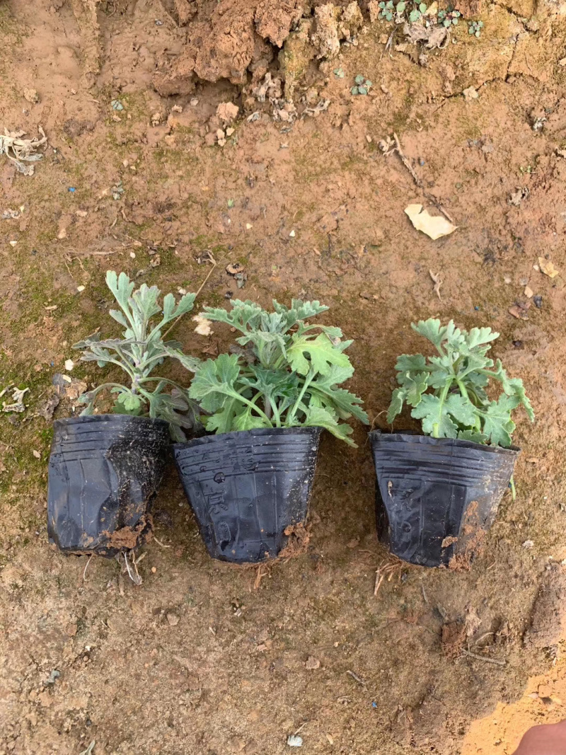 地被菊种植基地