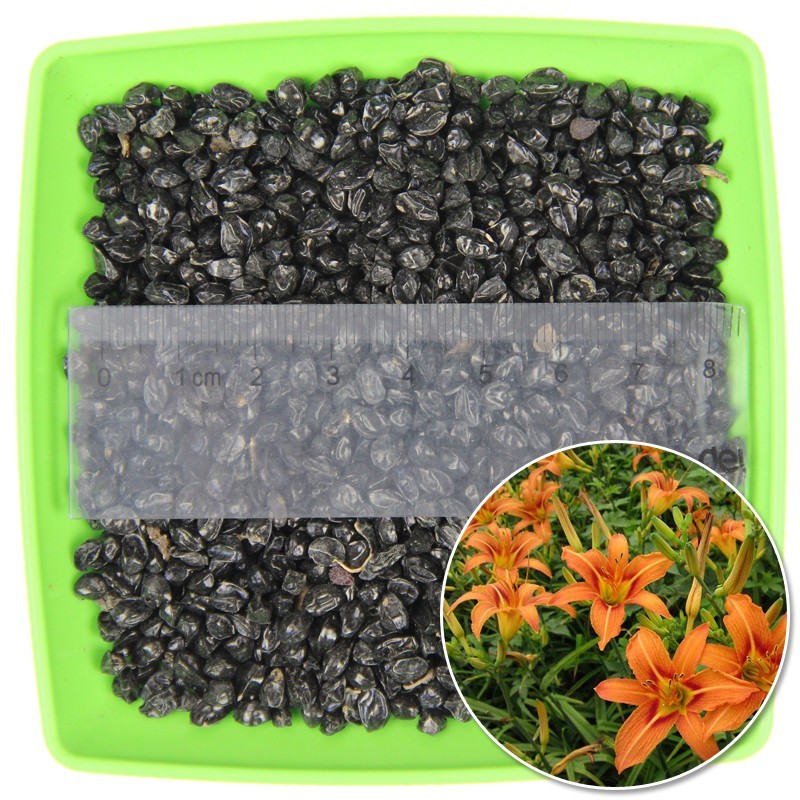 金娃娃萱草种子大花萱草黄花菜蔬菜种子易种盆栽金栽金针菜种