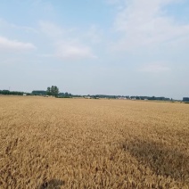 河南小麦绿色高质高效生产基地质量欢迎订购