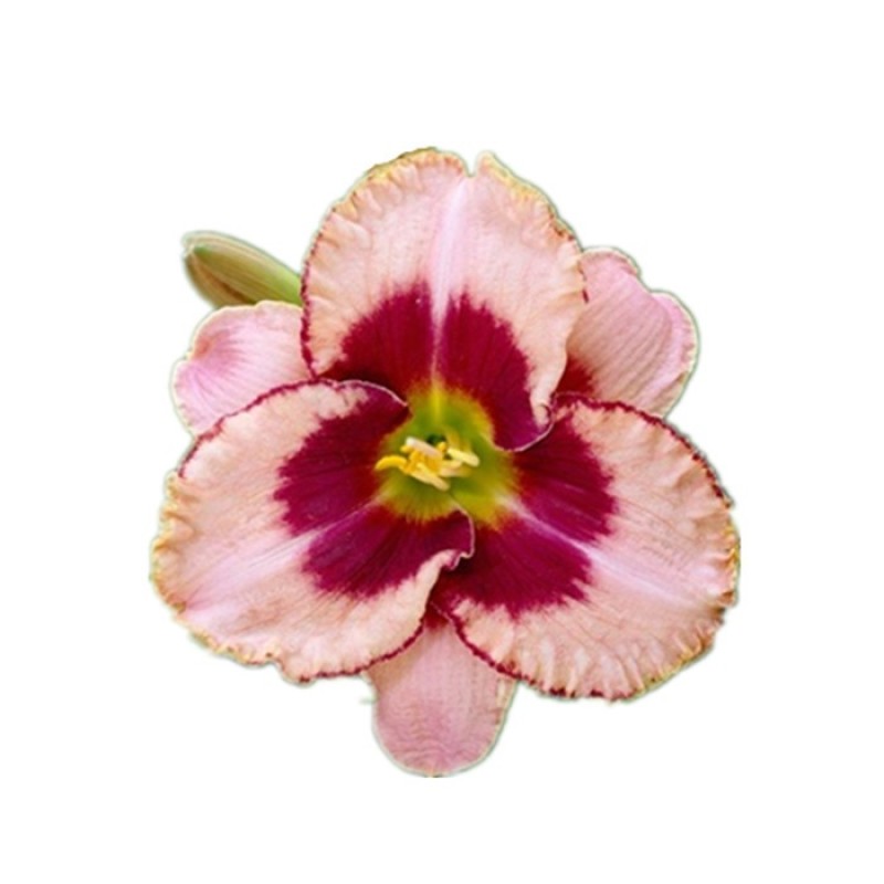 金娃娃萱草种子大花萱草黄花菜蔬菜种子易种盆栽金栽金针菜种