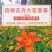 金娃娃萱草种子大花萱草黄花菜蔬菜种子易种盆栽金栽金针菜种