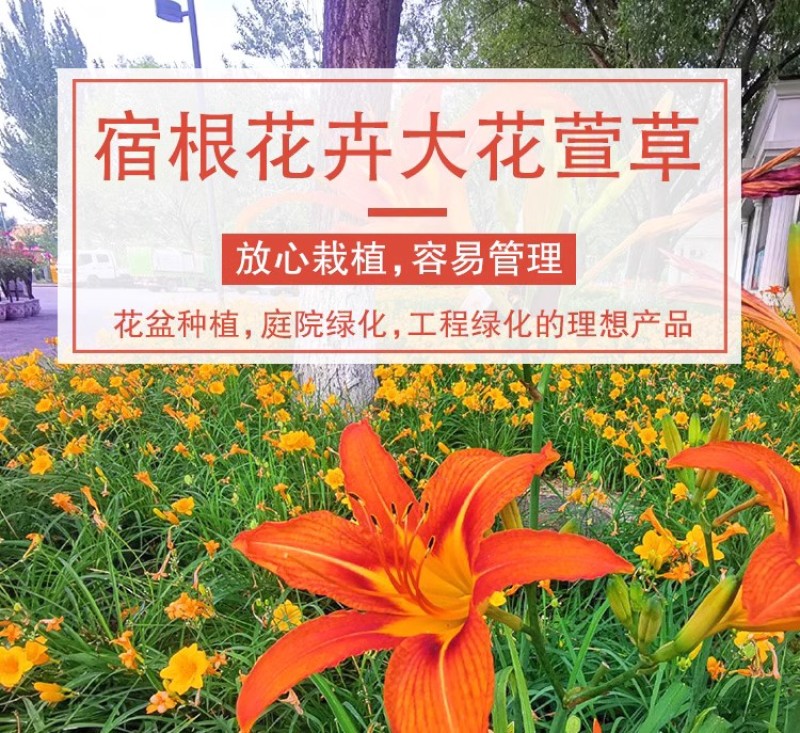 金娃娃萱草种子大花萱草黄花菜蔬菜种子易种盆栽金栽金针菜种