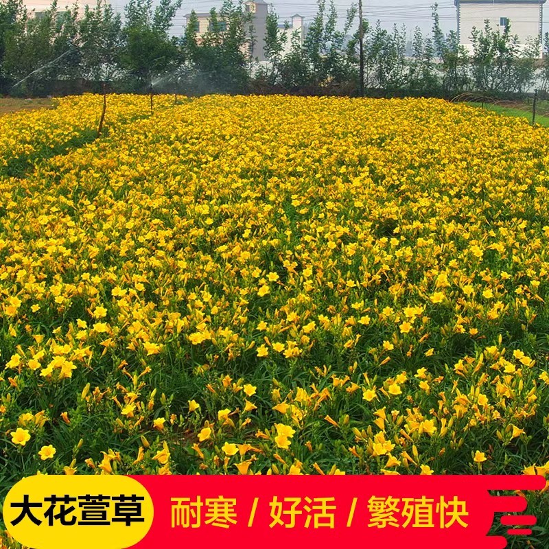金娃娃萱草种子大花萱草黄花菜蔬菜种子易种盆栽金栽金针菜种