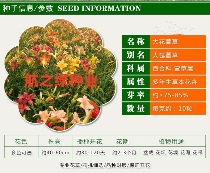 金娃娃萱草种子大花萱草黄花菜蔬菜种子易种盆栽金栽金针菜种