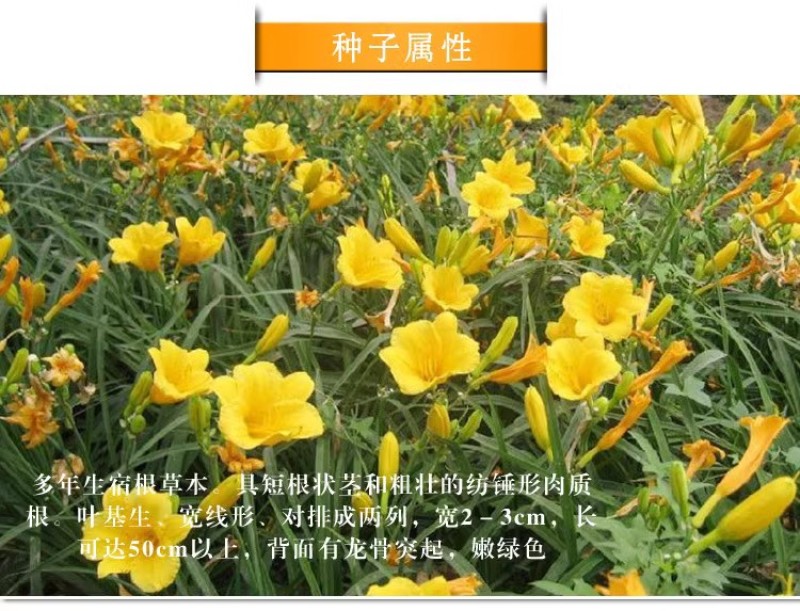 金娃娃萱草种子大花萱草黄花菜蔬菜种子易种盆栽金栽金针菜种