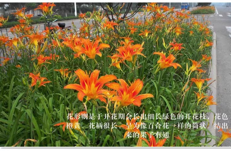 金娃娃萱草种子大花萱草黄花菜蔬菜种子易种盆栽金栽金针菜种