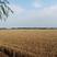 河南百农207小麦产地直销量大从优对接全国欢迎订购