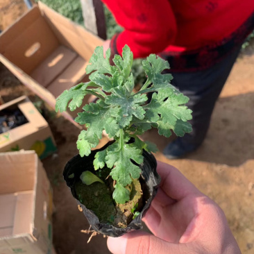 山东地被菊种植基地