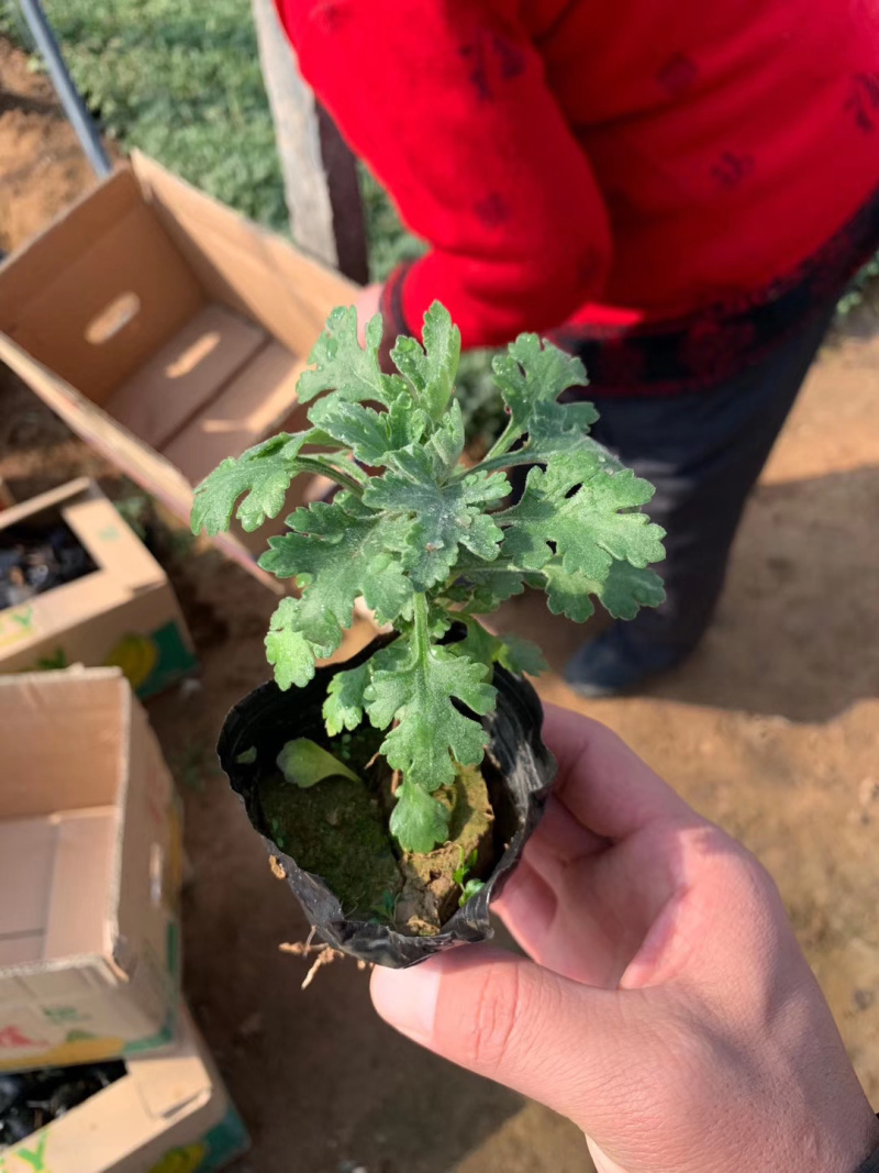 山东地被菊种植基地