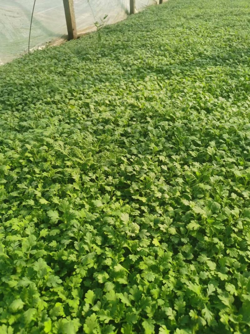 山东地被菊种植基地