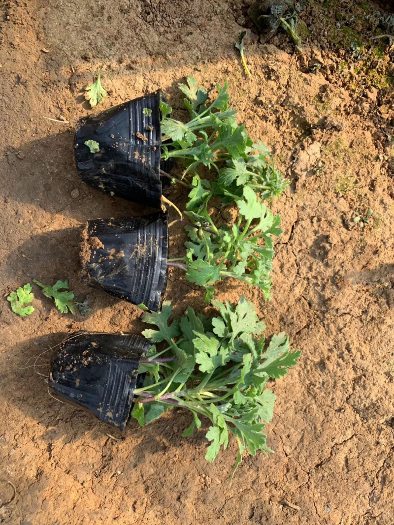 山东地被菊种植基地