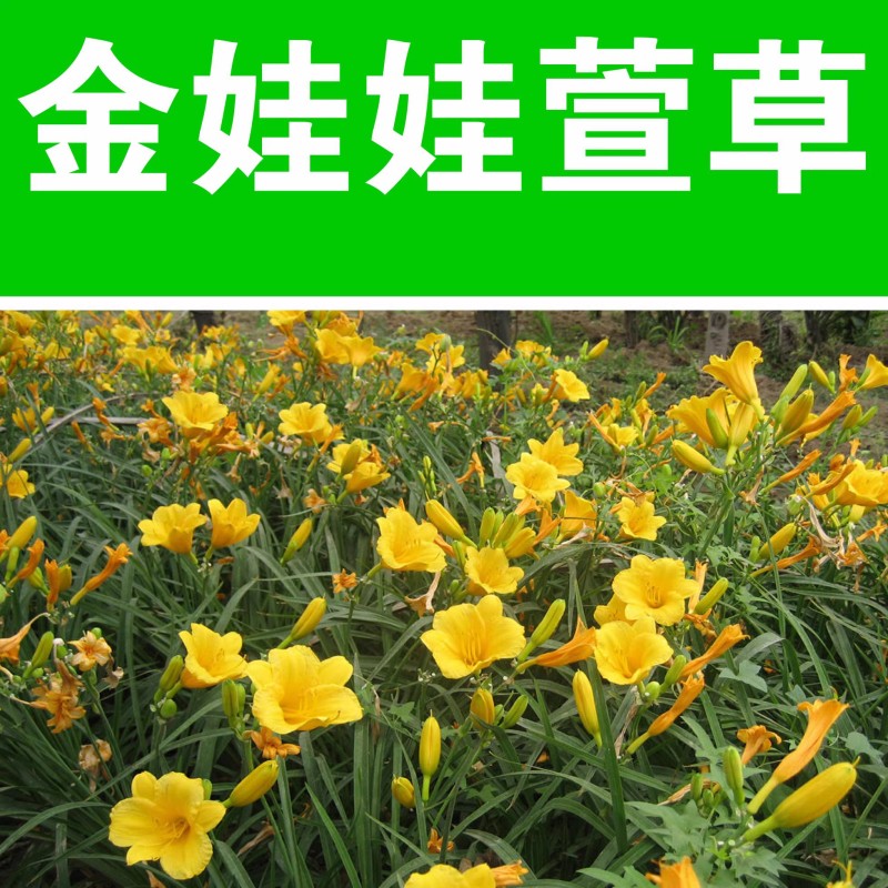 金娃娃萱草种子大花萱草黄花菜蔬菜种子易种盆栽金栽金针菜种