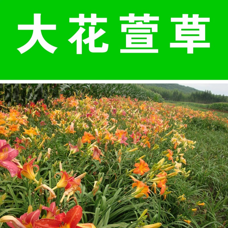 金娃娃萱草种子大花萱草黄花菜蔬菜种子易种盆栽金栽金针菜种