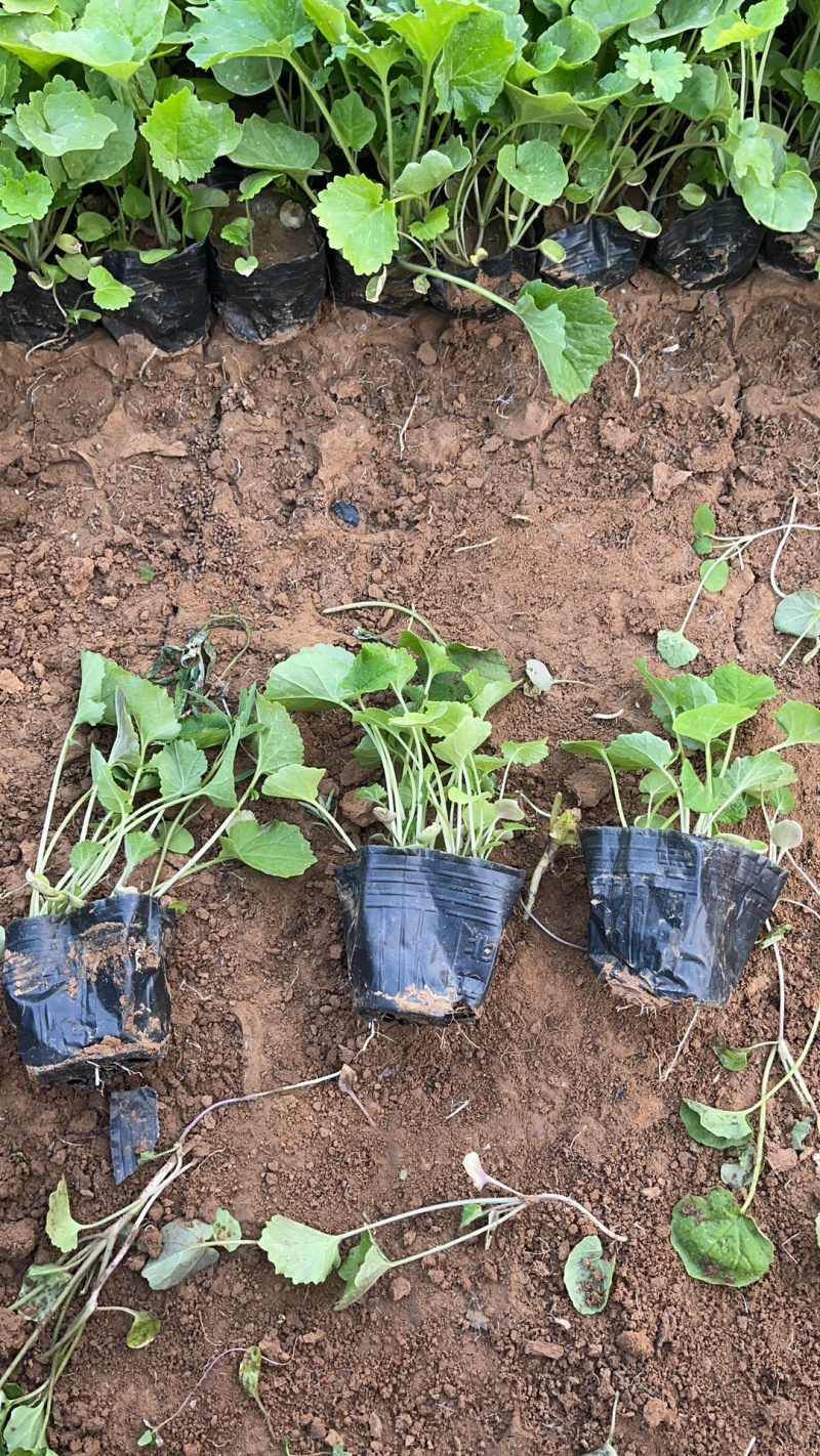 青州二月兰供应基地