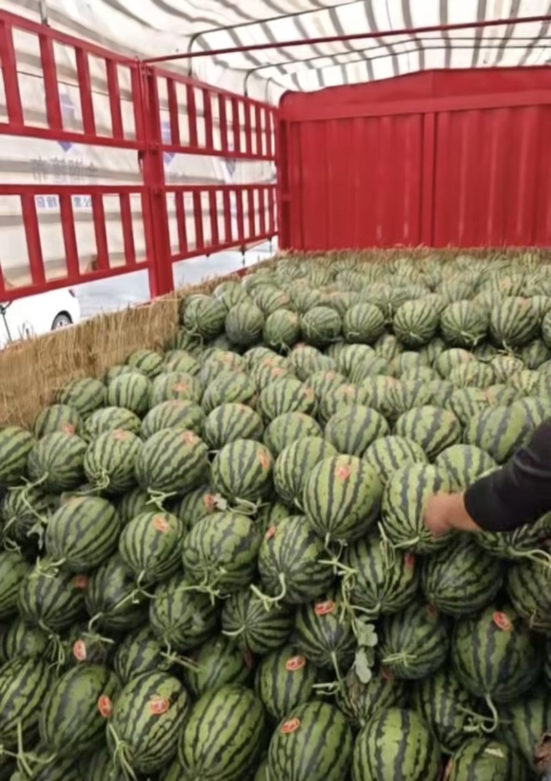 精品甜王西瓜西瓜瓤口好，糖分高，承接大型批发市场