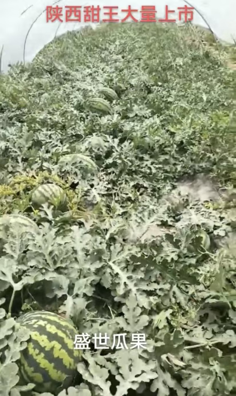 精品甜王西瓜西瓜瓤口好，糖分高，承接大型批发市场