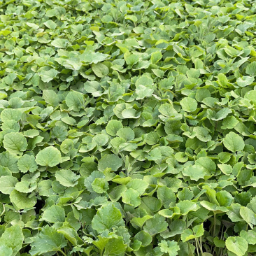 二月兰种植基地