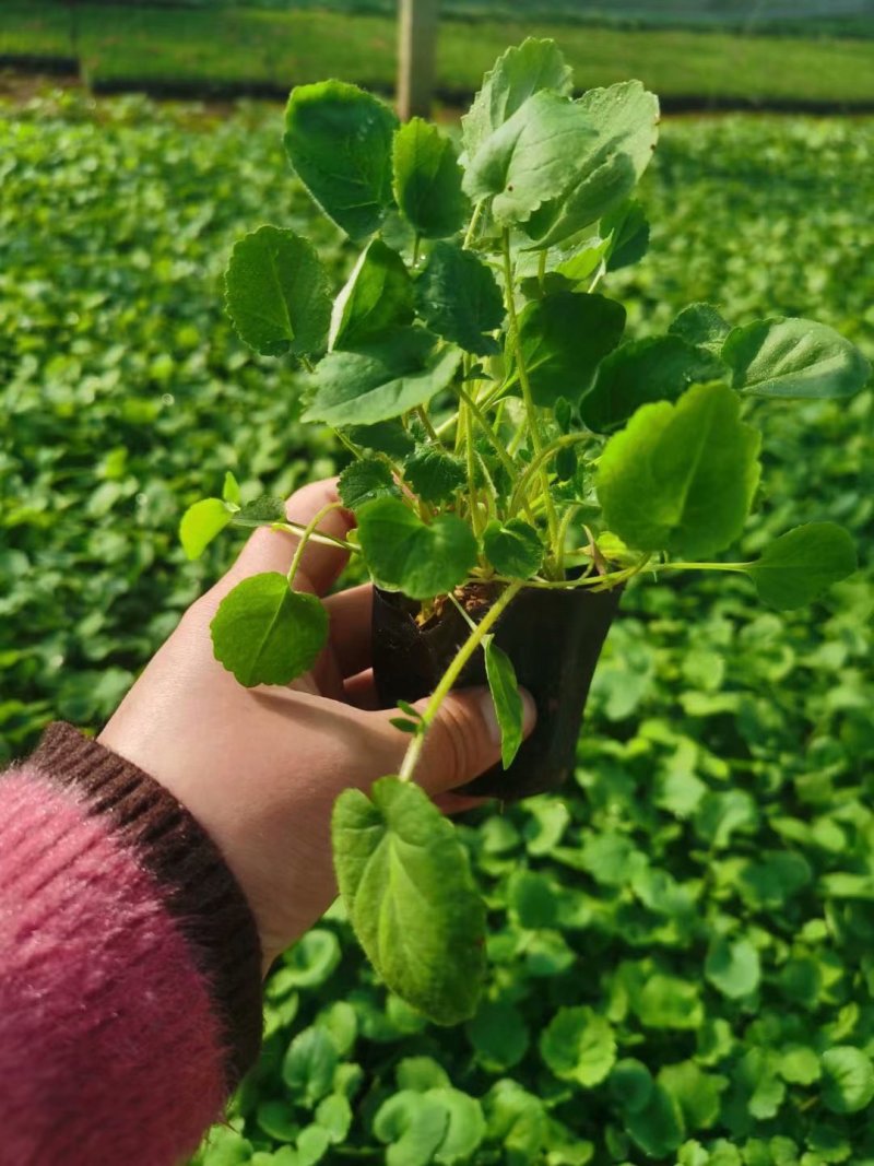 二月兰种植基地