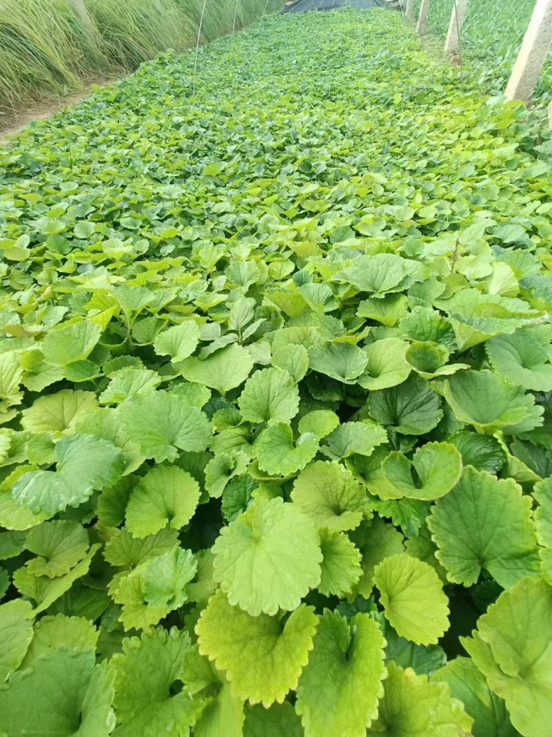 二月兰供应基地