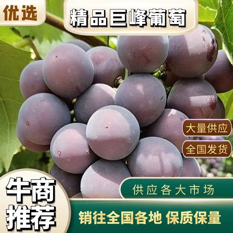 【好货】辽南巨峰葡萄口感甜果粉好色黑粒大糖度18以上