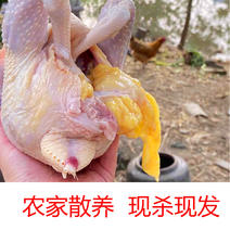散养老母鸡真空包装电商专用半净膛白条鸡一件新鲜鸡肉