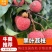 【热】黑叶荔枝全面上市全国对接一手货源